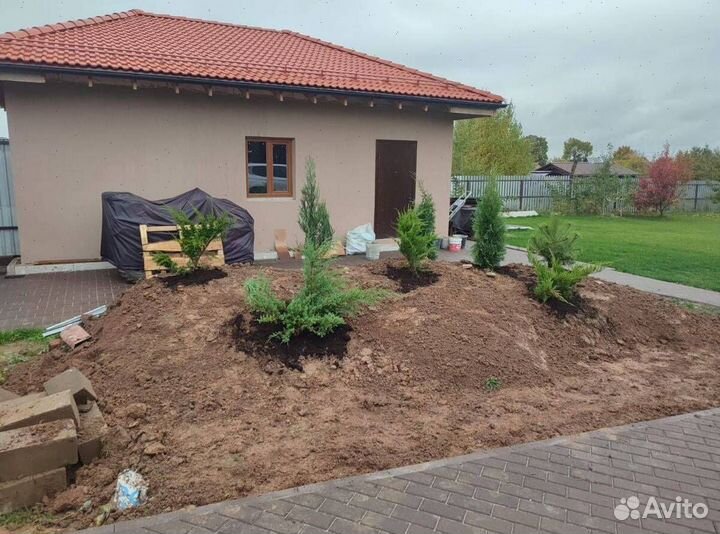 Туя Смарагд с гарантией приживаемости