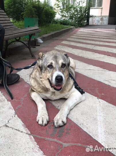 Собака в добрые руки отдам бесплатно