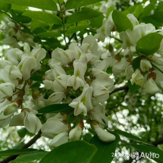 Мед натуральный. Опт