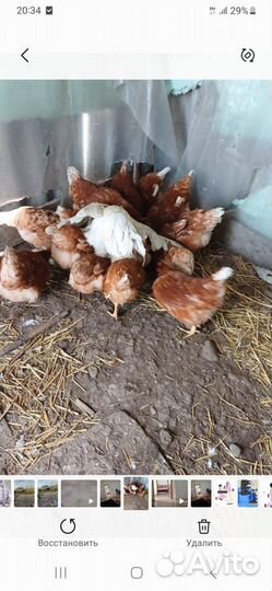 Куры несушки