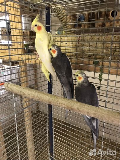 Попугай корелла