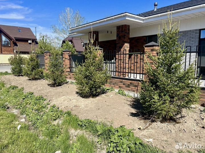 Сосна обыкновенная