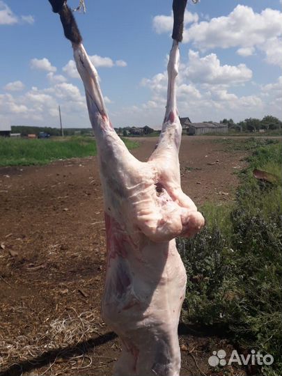 Мясо баранина свежая/домашняя