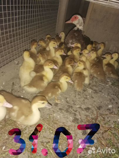 Утята мускусные