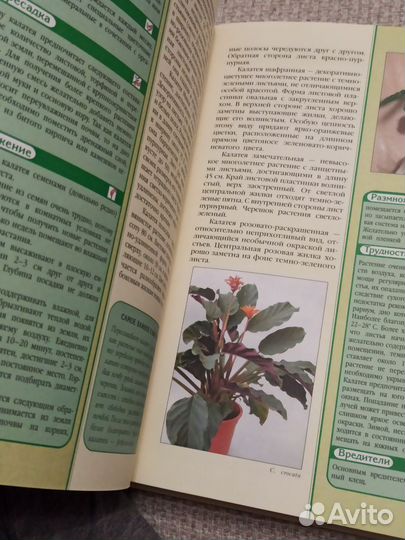 Энциклопедия комнатных растений