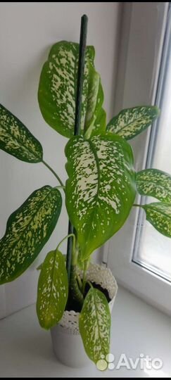 Диффенбахия