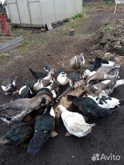 Мускусные утки