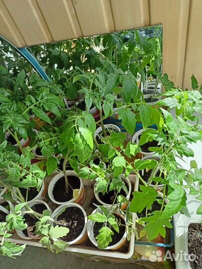 Рассада помидор продажа