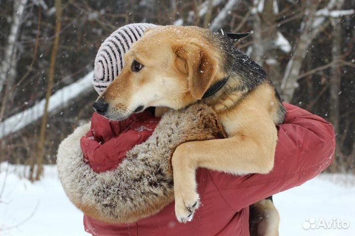 Ищу дом для Лисы