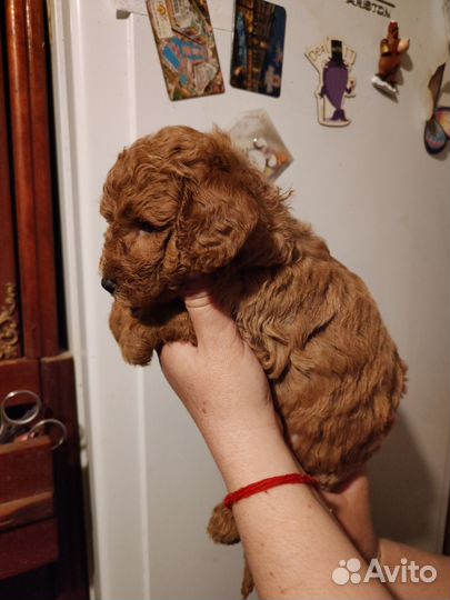 Пудель щеночки