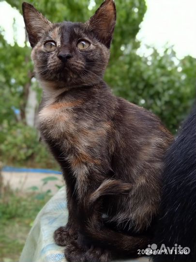 Домашние животные бесплатно котята