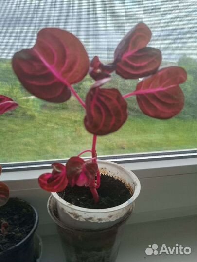 Ирезине,шеффлера,бальзамин