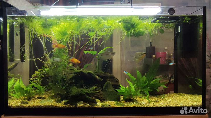 Аквариумные растения