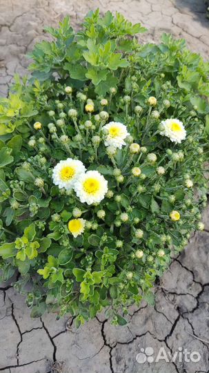 Цветущие кусты хризантем