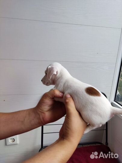 Щенки джек Рассел терьер