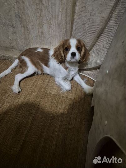 Кавалер кинг чарльз спаниель девочка