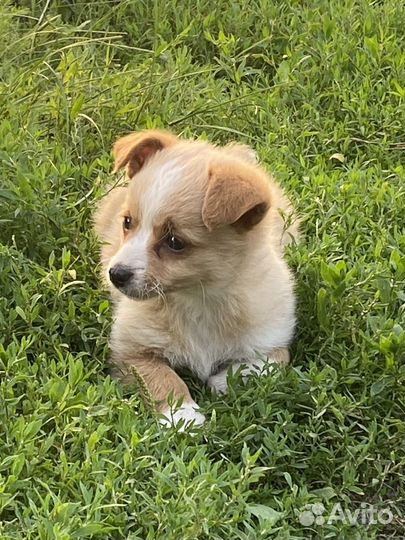 Собаки в добрые руки щенков