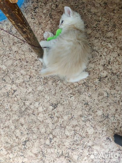 Котенок в добрые руки