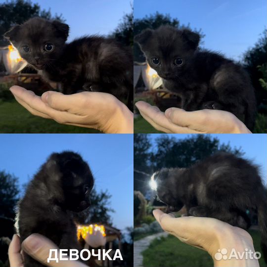 Шотландская вислоухая