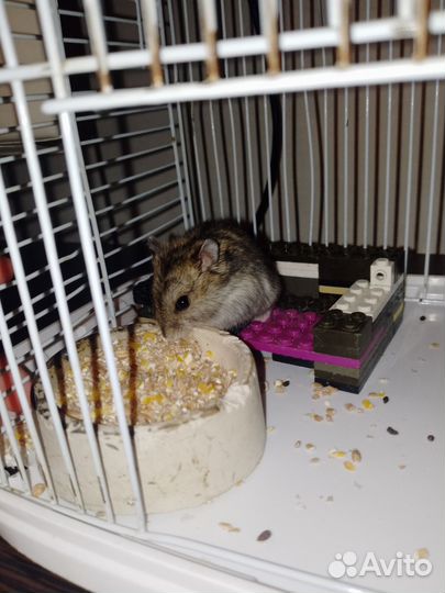 Джунгарский хомяк бесплатно