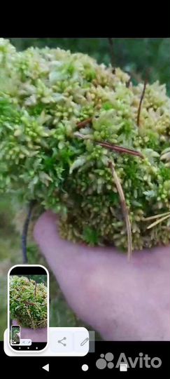 Сфагум магелланский розовый свежий мох