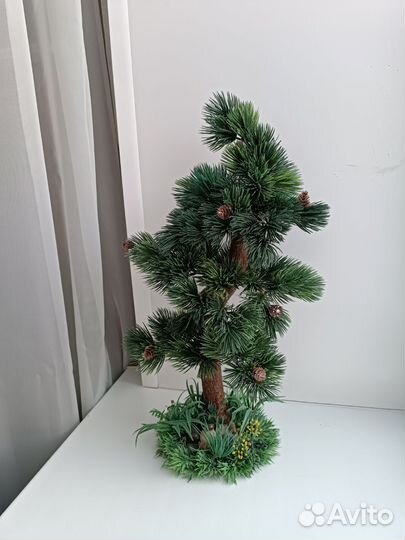 Бонсай сосна