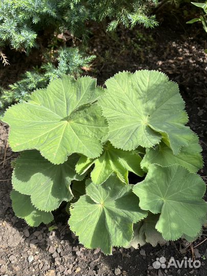 Многолетние садовые цветы