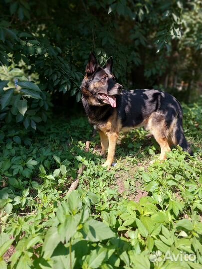 Кинолог. Занятия с собакой. Цена договорная