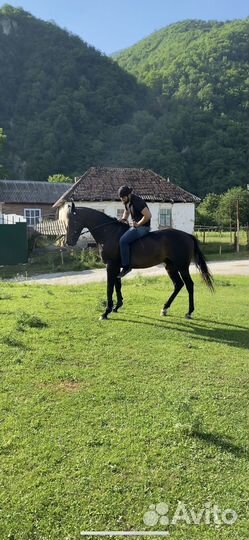 Лошадь Жеребец