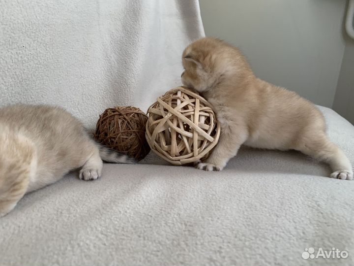 Британские котята золотая шиншилла