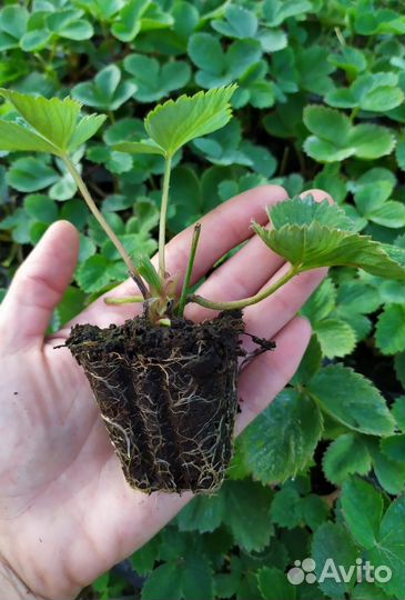 Клубника купчиха 40руб