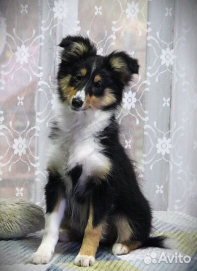 Щенки Шелти