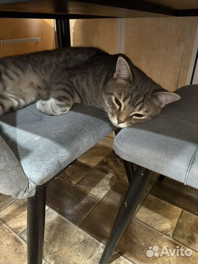 Кошка в дар бесплатно британец