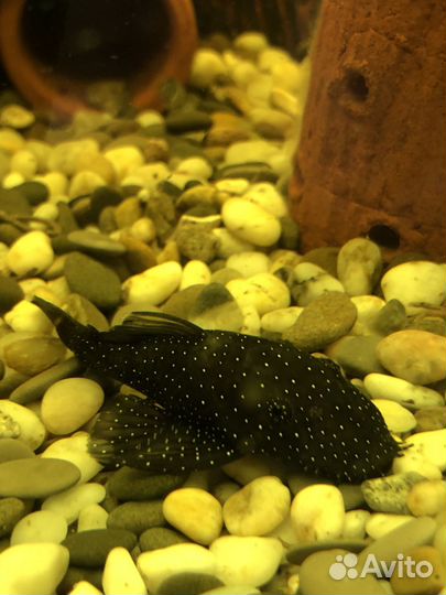 Анциструс звездчатый