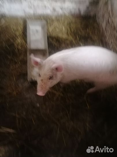Поросенок ландрас
