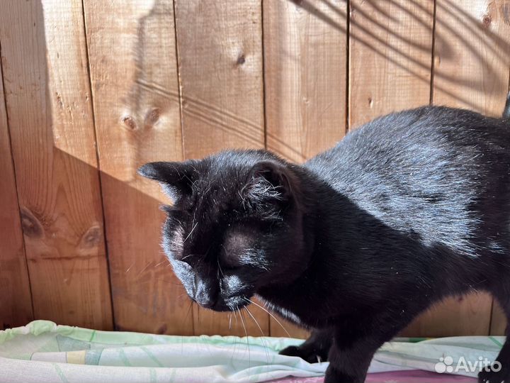 Кошка
