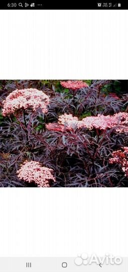 Бузина Блэк- Лэйс. Форзиция Голден Тайм