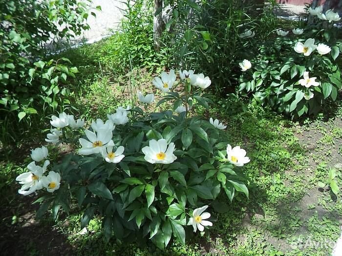 Пион уклоняющийся