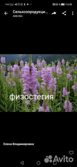 Рассада многолетних цветов