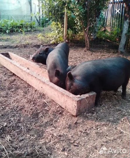 Вислоухие въетнамские поросята
