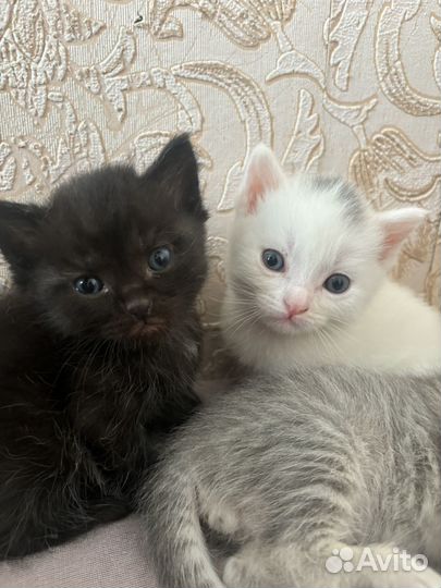 Шотландские котята