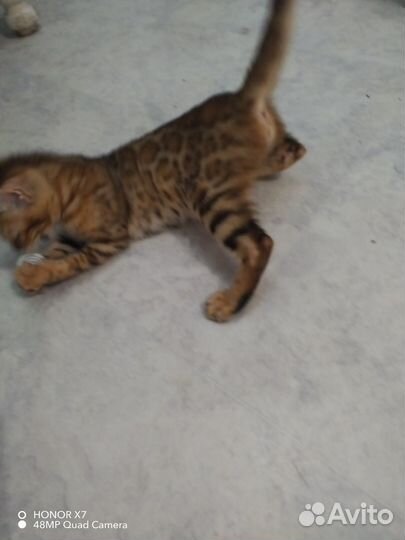 Бенгальские котята