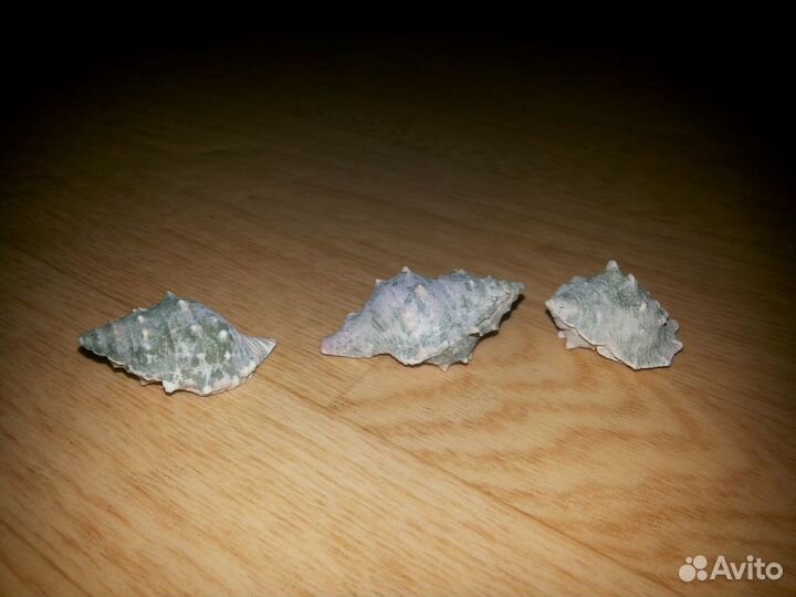 Ракушки для аквариума