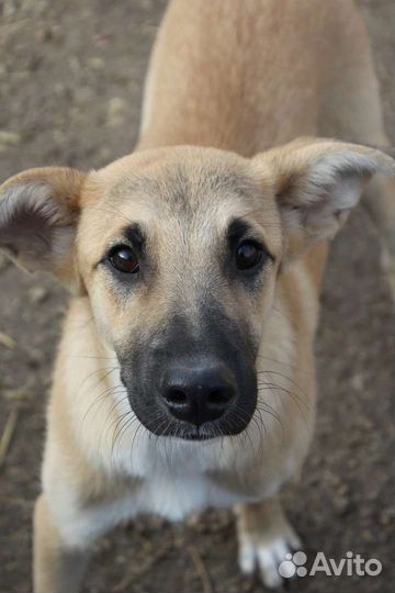 Щенок-подросток в добрые руки