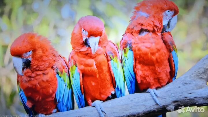 Телевизор kivi 65U750NB