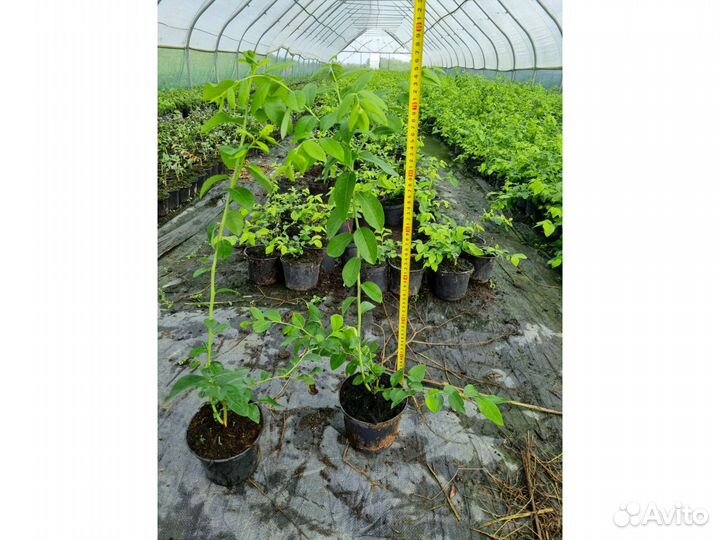 Голубика сорт Спартан