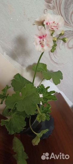 Пеларгония герань сортовая