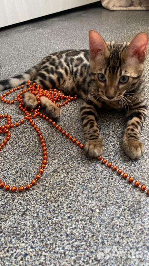 Бенгальская