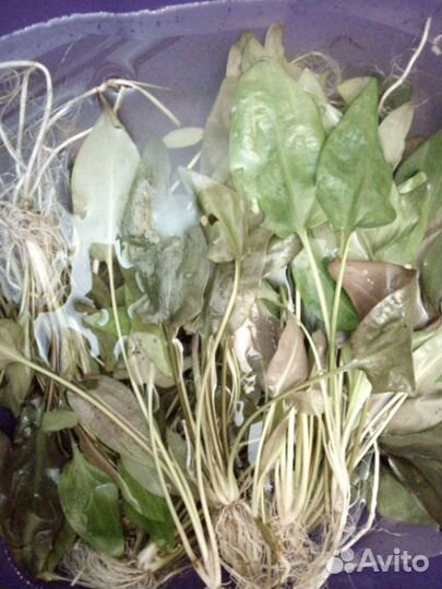 Аквариумные растения прополка