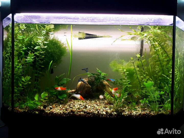 Аквариумист, уход за аквариумами